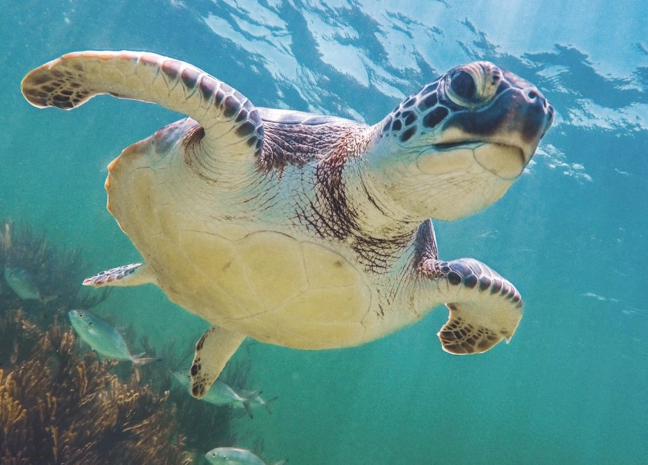 Tiffany & Co supports ocean conservation with jewels that protect marine life