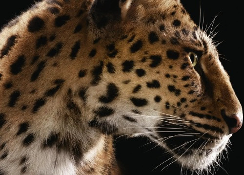 Cartier's Panther Campaign Lights Up Iconic Landmarks Worldwide