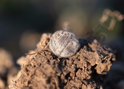 Hundreds of celtic coins and jewellery unearthed in Western Bohemia
